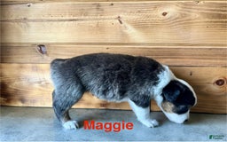 Australian Shepherd dogs for sale: Maggie - Image 1