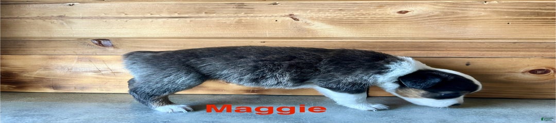 Maggie