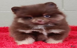 Pomeranian dogs for sale: Jimmy - Image 2