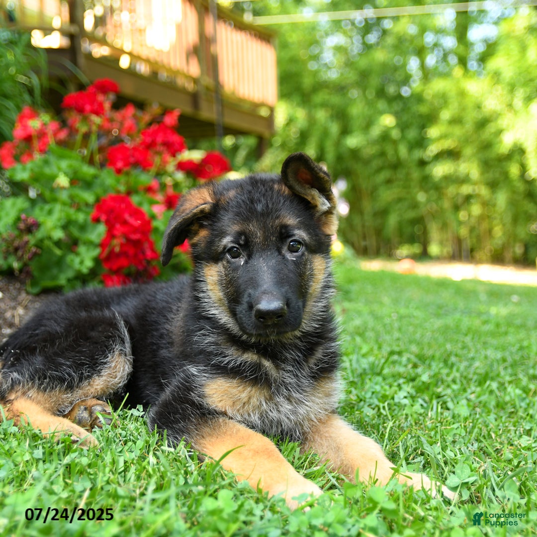 German Shepherd dogs for sale: Brandy - Image 5