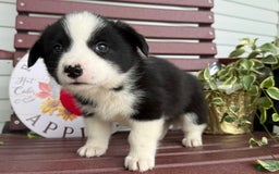 Shiba Inu dogs for sale: Eric - Image 4