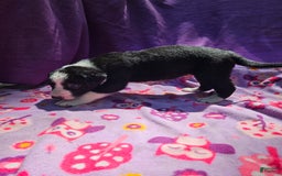 Border Collie dogs for sale: Fang - Image 17