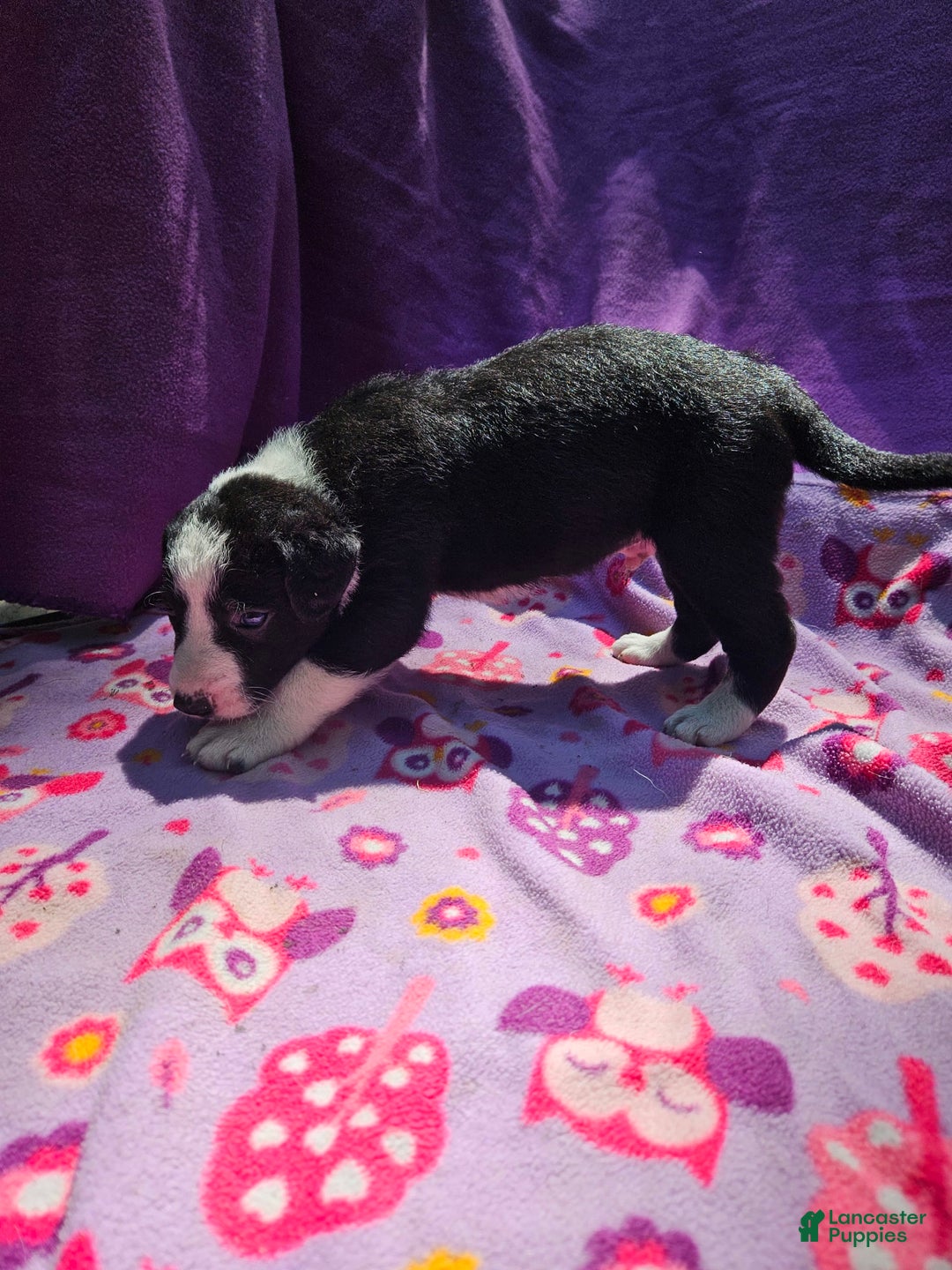 Border Collie dogs for sale: Fang - Image 17