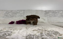 Shihpoo dogs for sale: Lola - Image 2