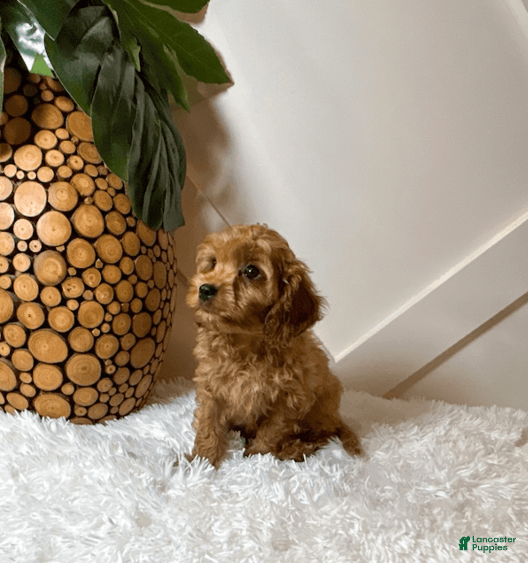 Cavapoo dogs for sale: Zane - Image 3