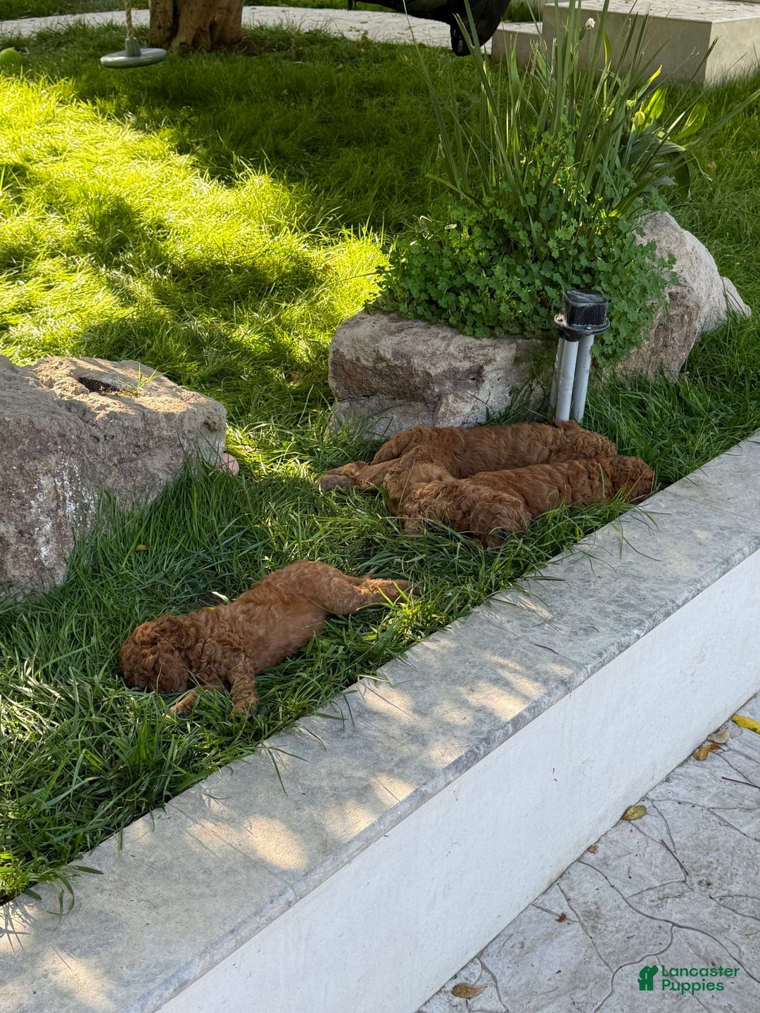 Goldendoodle dogs for sale: Goldendoodle - Image 5