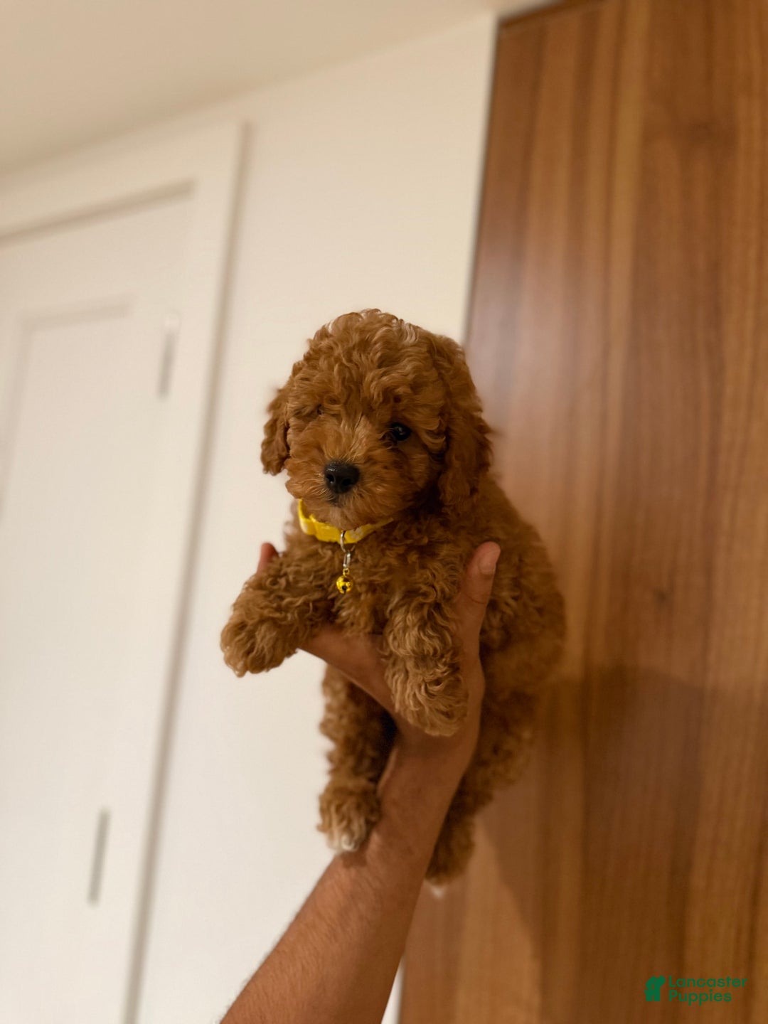 Toy Poodle dogs for sale: Thomas - Image 2