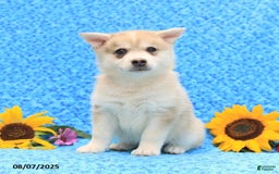 Pomsky dogs for sale: Marshmallow - Image 3