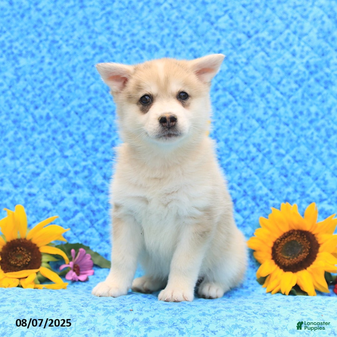Pomsky dogs for sale: Marshmallow - Image 3
