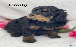 Standard Poodle dogs for sale: Emily - Image 2
