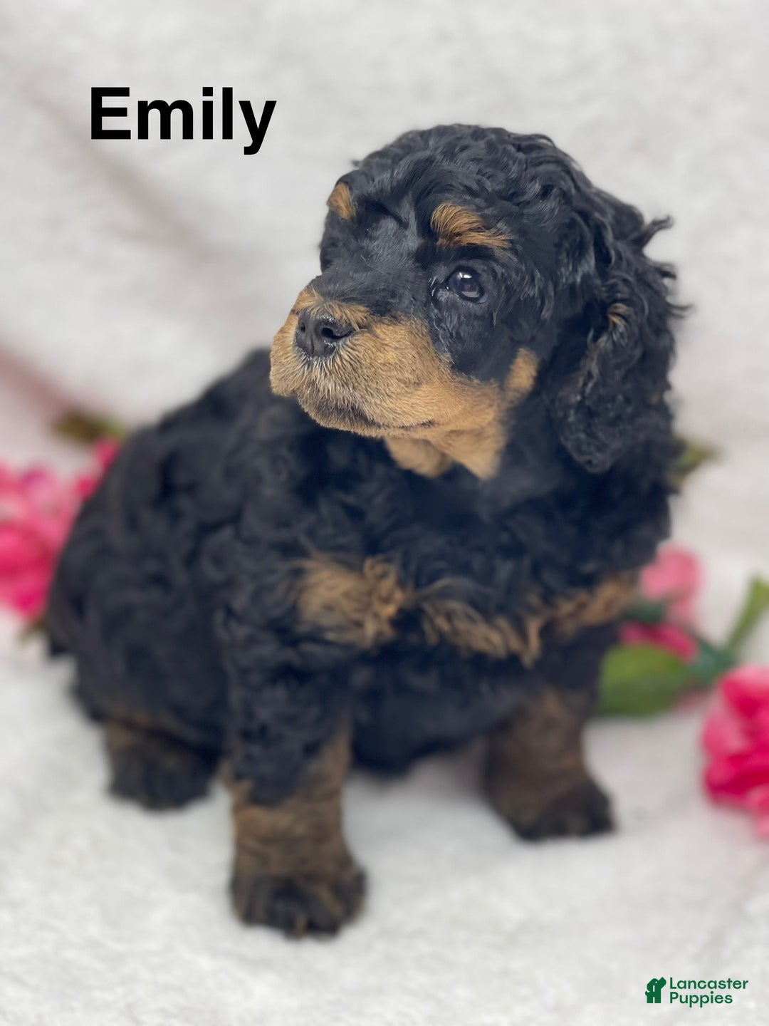 Standard Poodle dogs for sale: Emily - Image 2