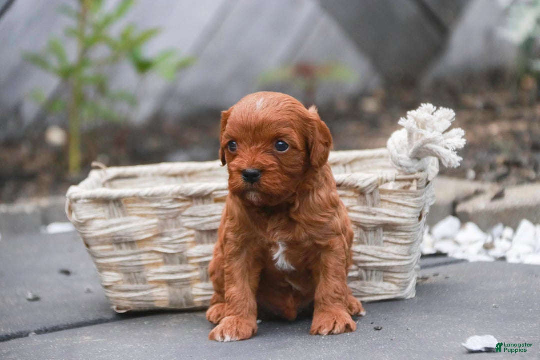 Cavalier King Charles Spaniel dogs for sale: Monty - Image 19