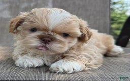 Shih Tzu dogs for sale: Andy - Image 1