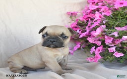 Frenchton dogs for sale: Fancy - Image 1