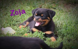 Rottweiler dogs for sale: Zoja - Image 1