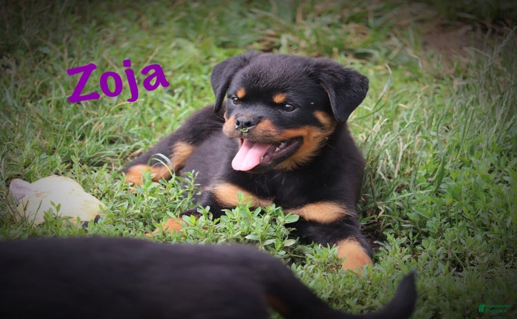 Rottweiler dogs for sale - Ad 5