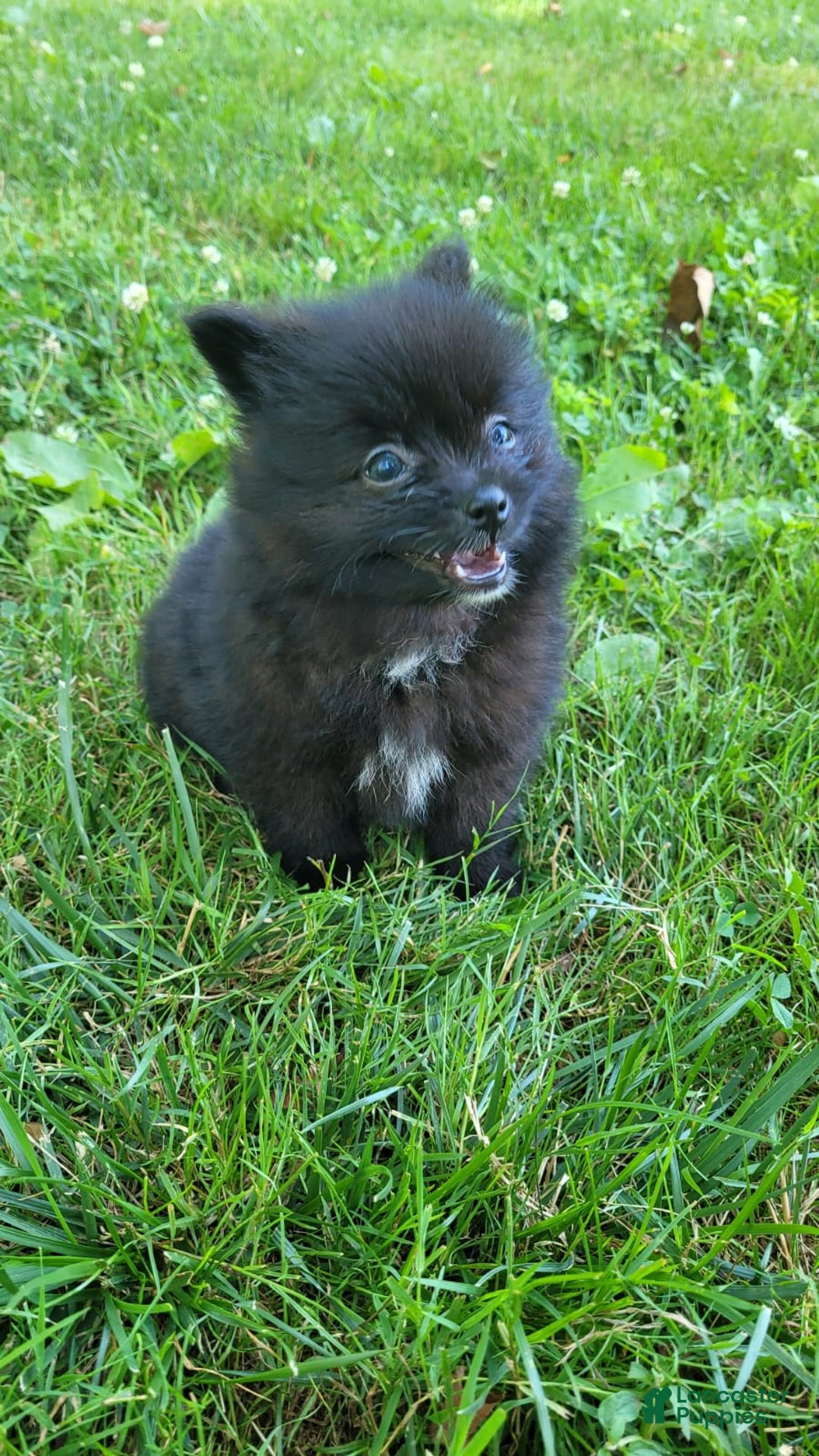 Pomeranian dogs for sale: Leno - Image 5