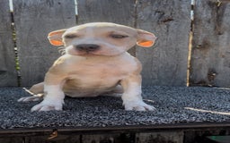 American Bully dogs for sale: Light - Image 2