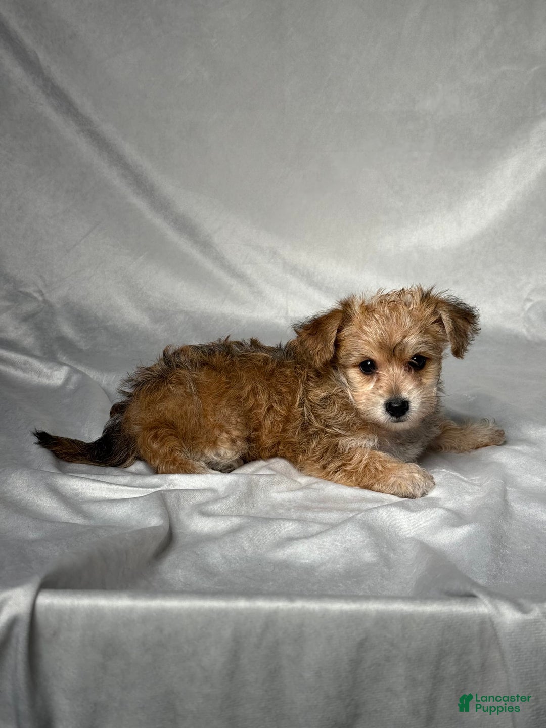 Bichpoo dogs for sale: Lizzy - Image 2