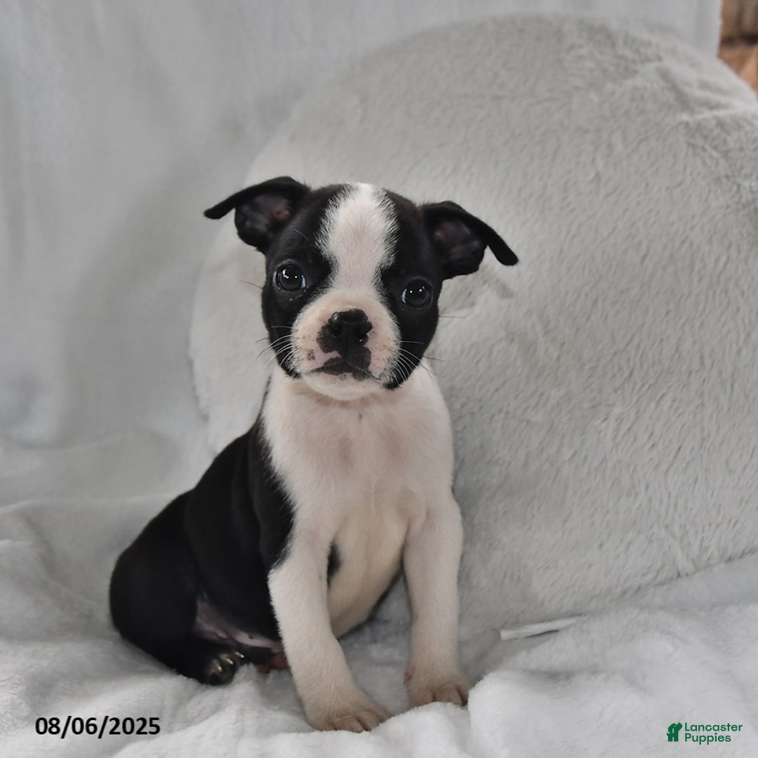Boston Terrier dogs for sale: Barney - Image 1