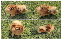 Pomeranian dogs for sale: Aspen - Image 4