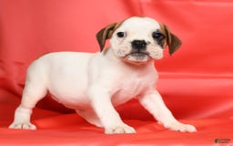 Beabull dogs for sale: Katie - Image 6