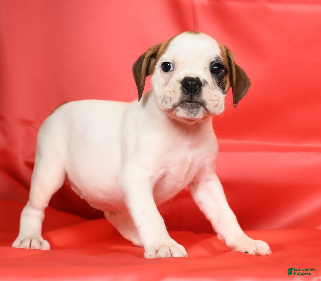 Beabull dogs for sale: Katie - Image 6