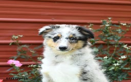 Shetland Sheepdog dogs for sale: Pal - Image 4