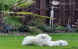 Pomeranian dogs for sale: Luca - Image 3