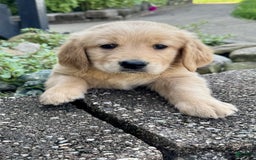 Golden Retriever dogs for sale: Frankie - Image 8