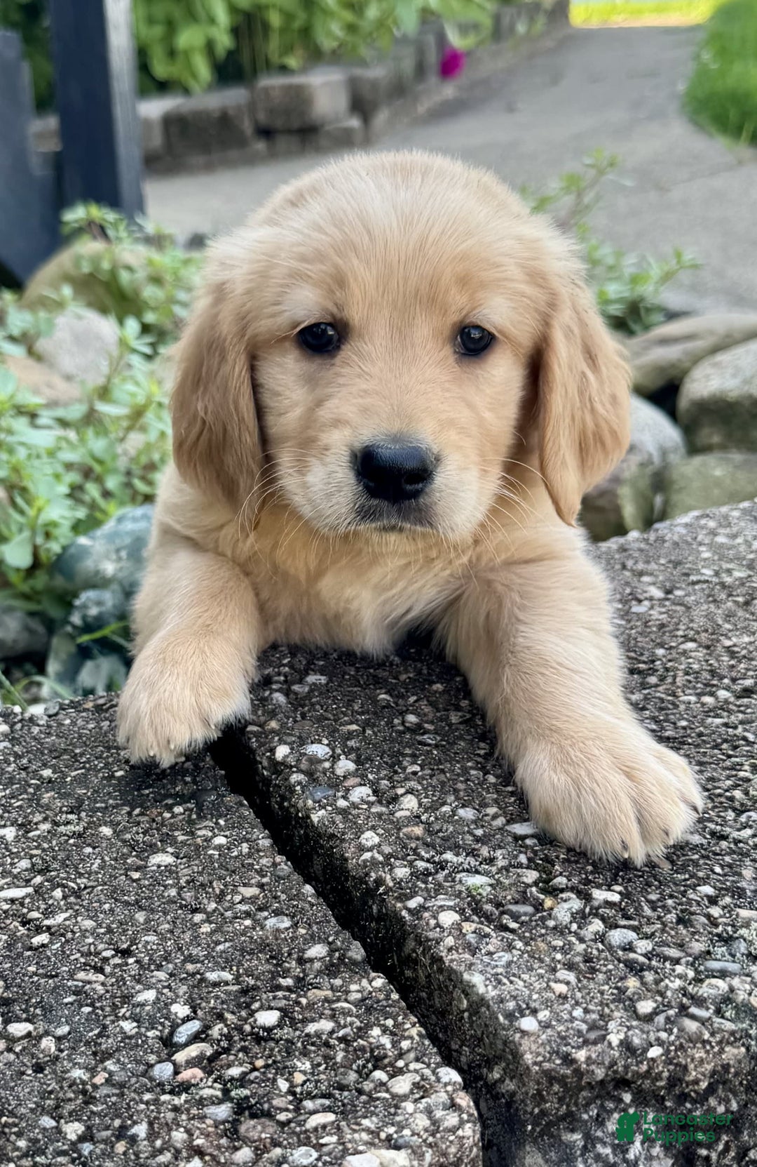 Golden Retriever dogs for sale: Frankie - Image 8