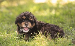 Mini Bernedoodle dogs for sale: Marshall - Image 9