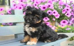 Havapoo dogs for sale: Magnolia - Image 2