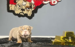 English Bulldog dogs for sale: Dior - Image 3