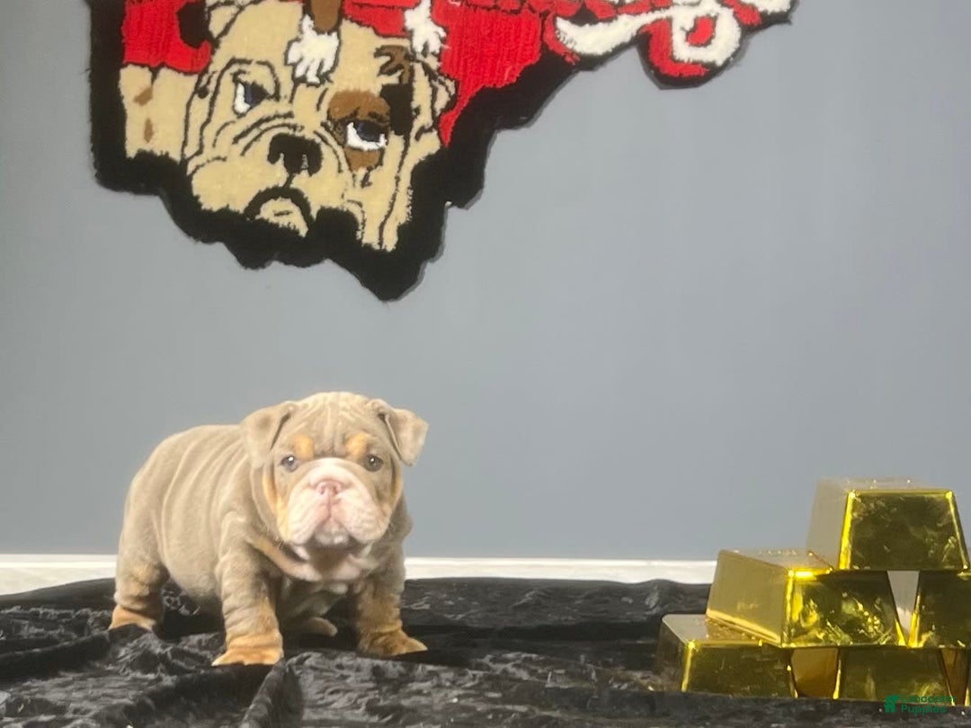 English Bulldog dogs for sale: Dior - Image 3