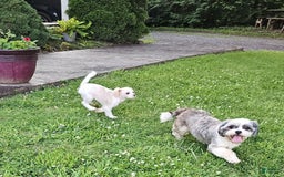 Forever dogs for sale: Quick Deer - Image 6