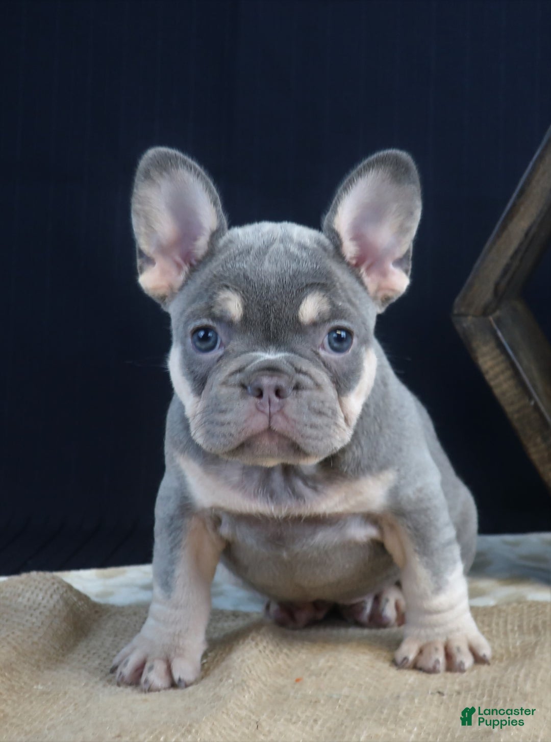 French Bulldog dogs for sale: Olivia - Image 1