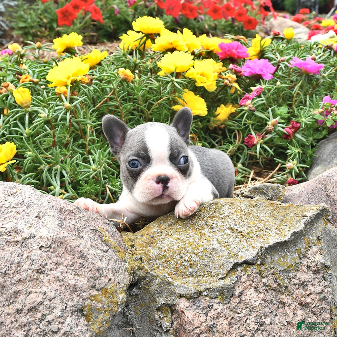 Boston Terrier dogs for sale: Pearl - Image 3