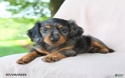 Miniature Dachshund dogs for sale: Brookie - Image 3