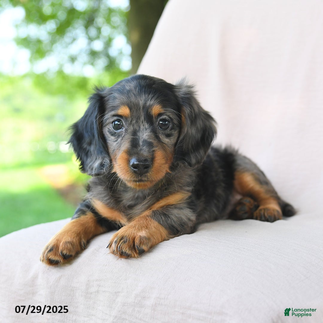 Miniature Dachshund dogs for sale: Brookie - Image 3