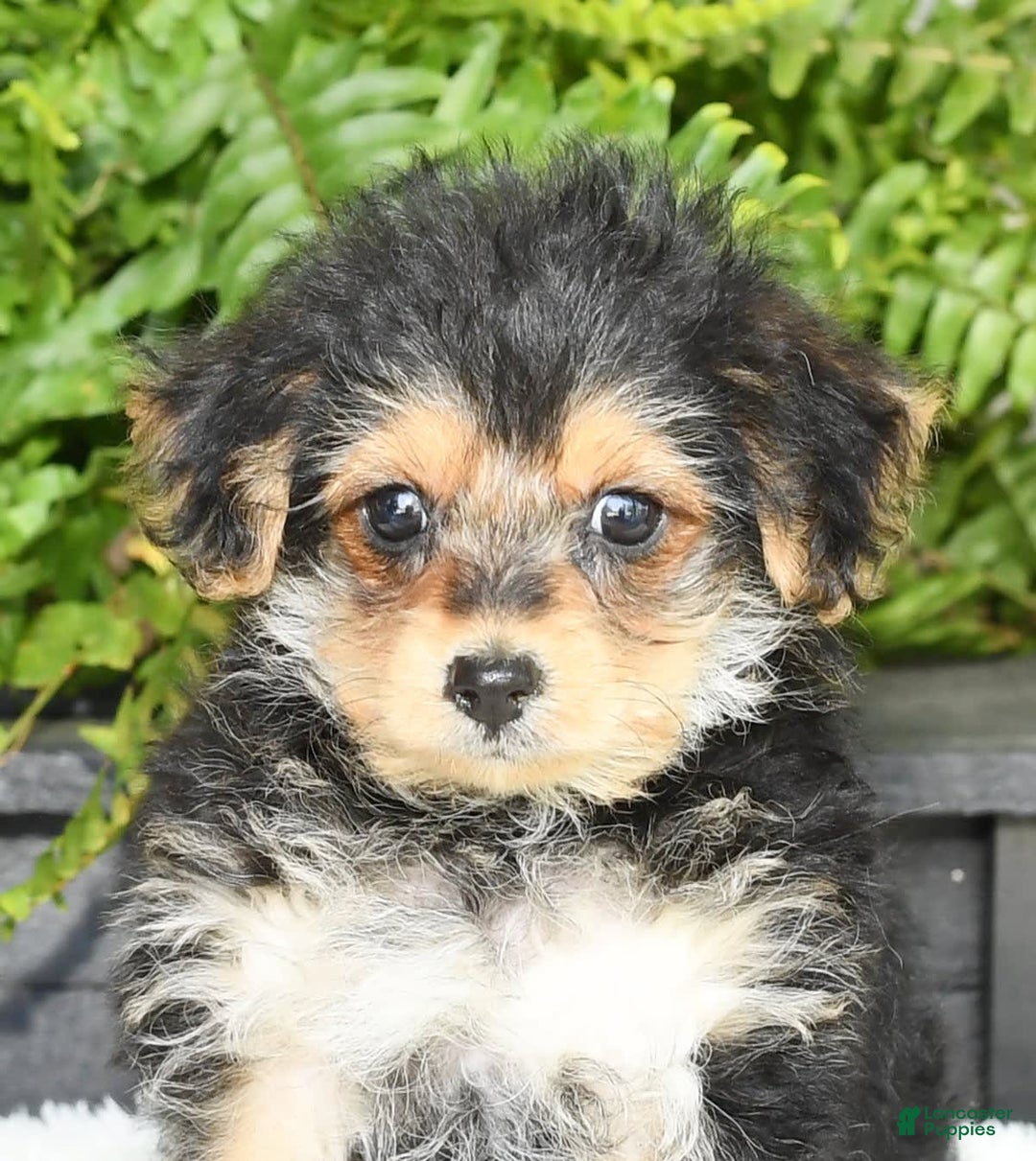 Yochon dogs for sale: Ricky - Image 18