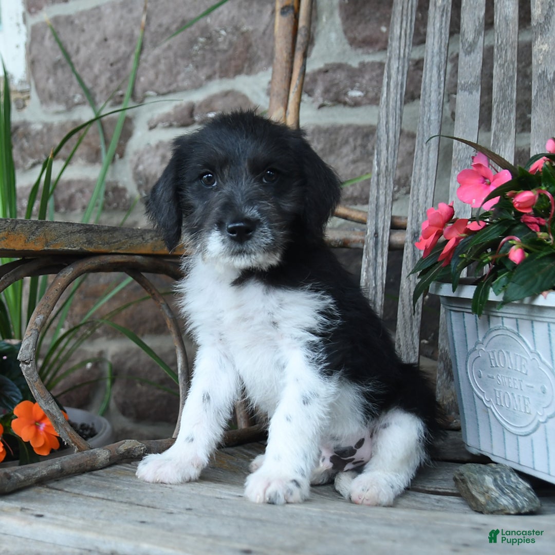 German Shorthaired Pointer dogs for sale: Albert - Image 3