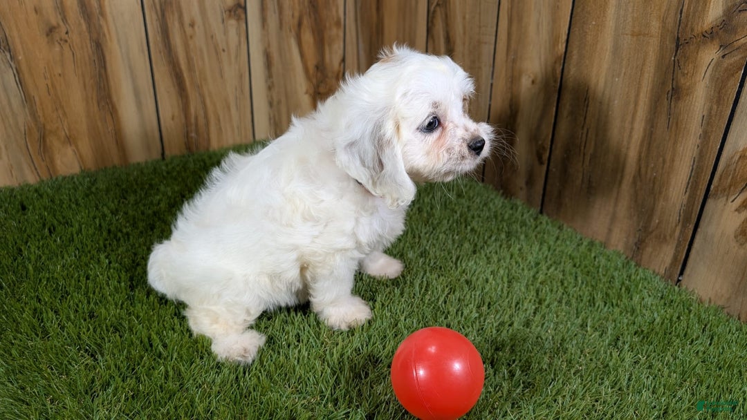 Cavapoo dogs for sale: Fiona Girl 3 - Image 2