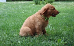 Golden Retriever dogs for sale: Gunther - Image 31