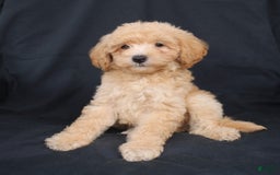 Bichpoo dogs for sale: Buster - Image 4