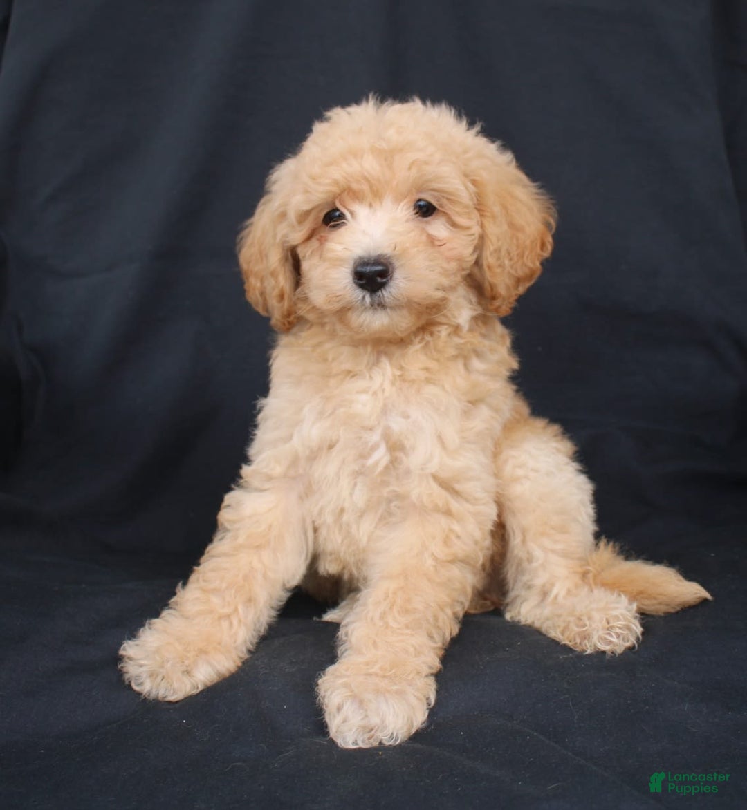 Bichpoo dogs for sale: Buster - Image 4