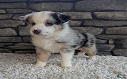 Australian Shepherd dogs for sale: Snickers - Image 3