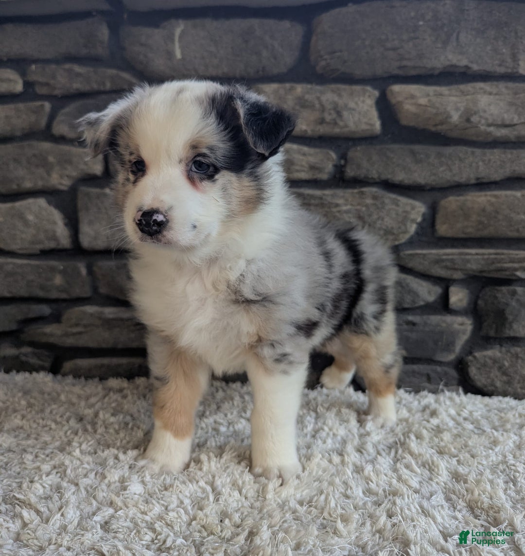 Australian Shepherd dogs for sale: Snickers - Image 3