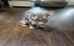 French Bulldog dogs for sale: Stella - Image 8