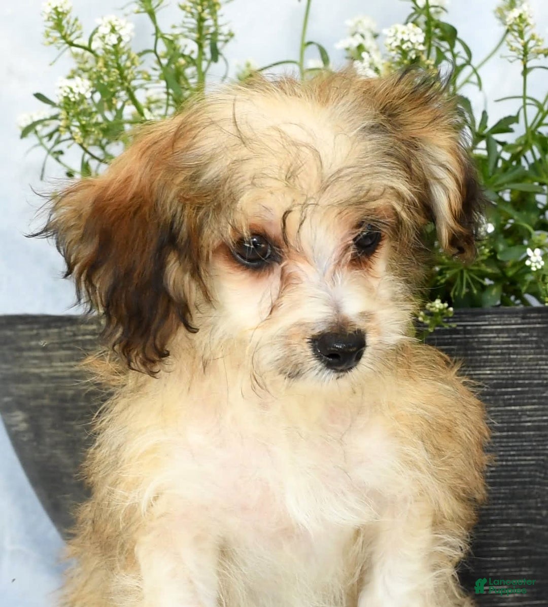 Havapoo dogs for sale: Owen - Image 3